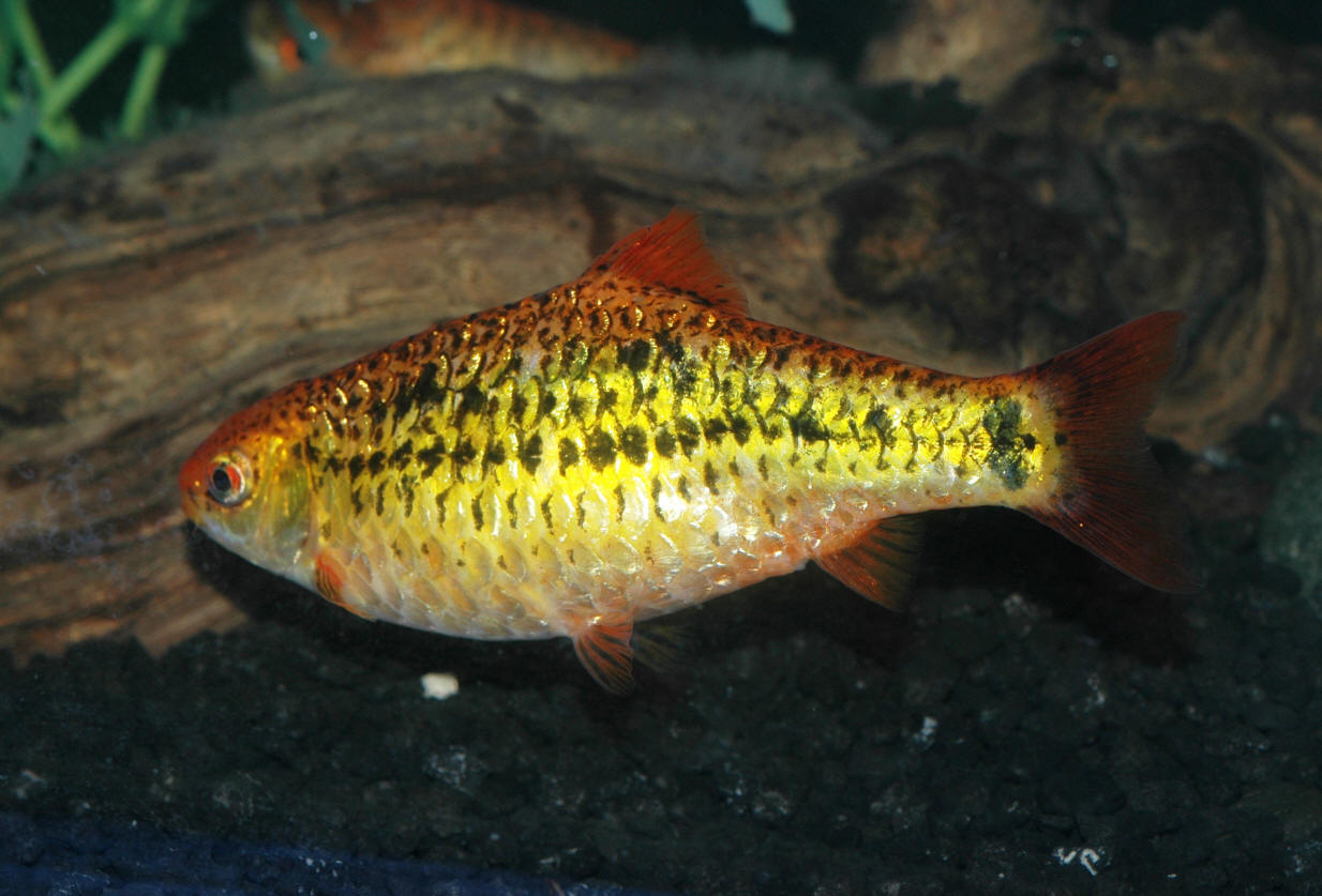 Puntius sachsii (Ahl, 1923)